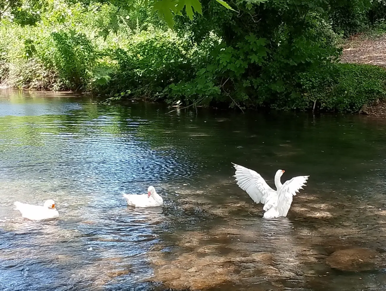 Πήγες Αραβίσου2 visit pella.