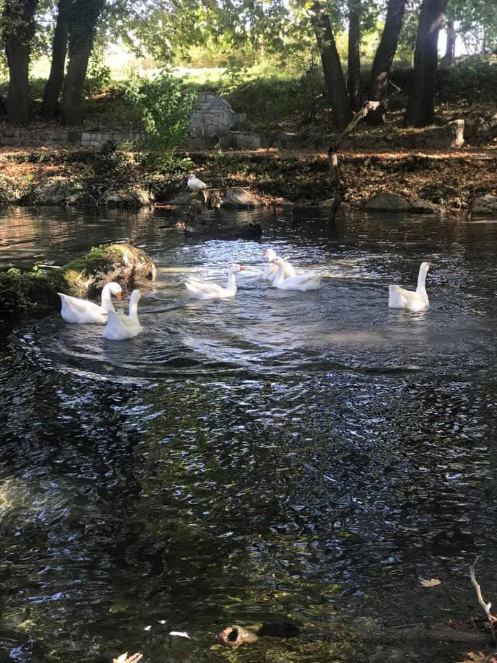 Πήγες Αραβίσου4 visit pella.